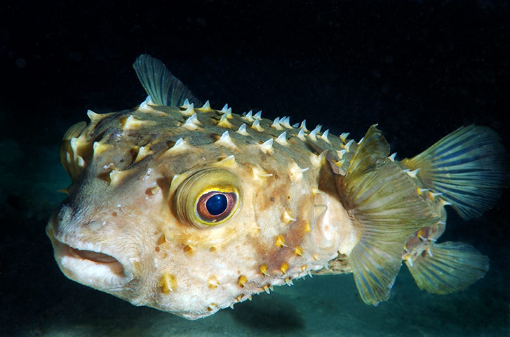 Orbicular burrfish
