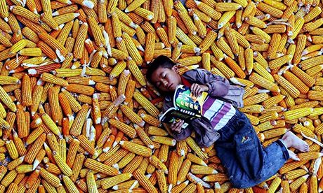 PILE OF CORN