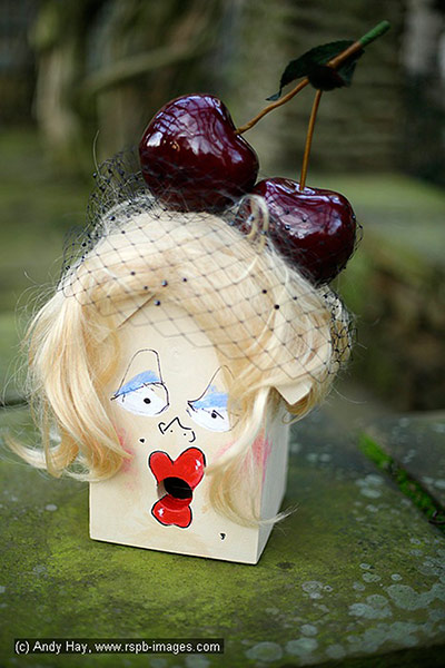 Nestboxes: Nestboxes designed by fashion designers