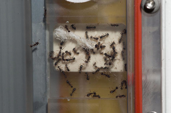 A Month in Space: Ant Forage Habitat Facility