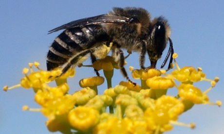 Bee collecting nectar