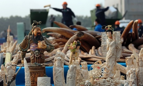 Workers destroy confiscated ivory in China last month.