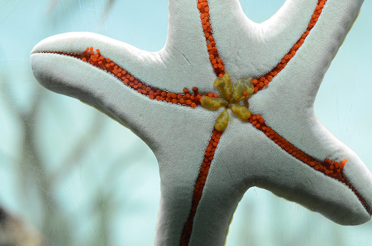 Week in Wildlife: The Granulated sea star at Madrid Zoo