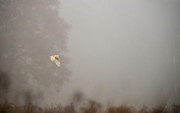 Week in Wildlife: Barn owl on a misty morning