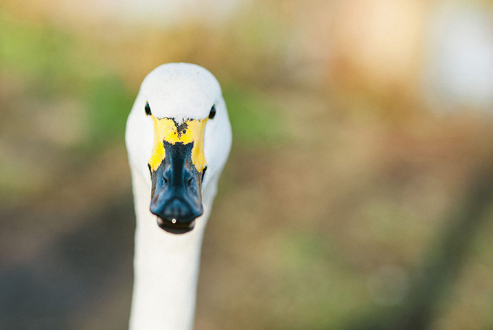 Week in Wildlife: Bewick’s swan 50th ‘swanniversary’