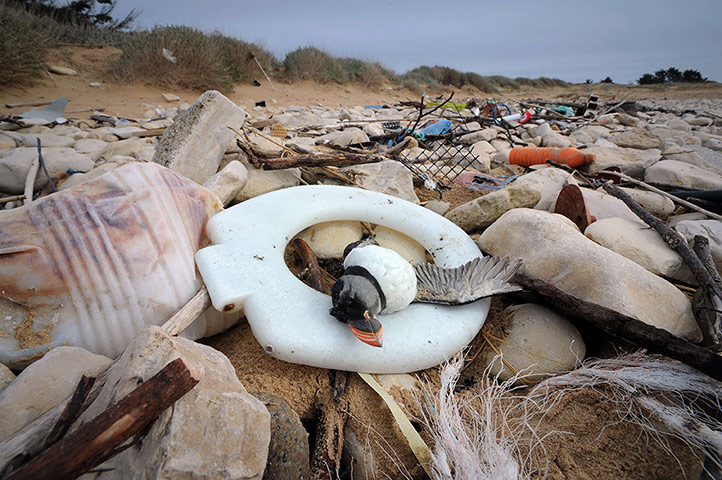 Week in Wildlife: body of a puffin washed up on a beach