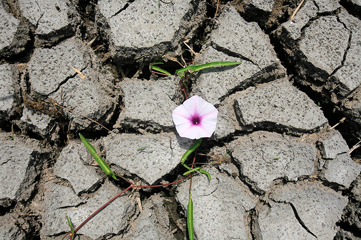 Week in Wildlife: some areas in Indonesia experiencing severe drought