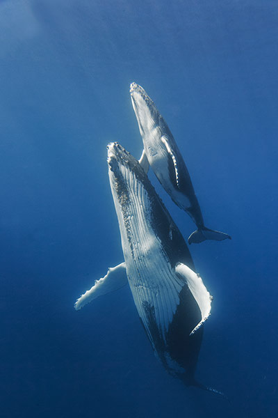 Week in Wildlife: Freediving With Humpback Whales