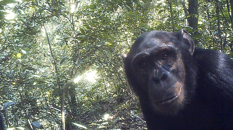 Week in Wildlife: large chimpanzees of Bili-Uele forest
