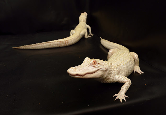 Week in Wildlife: Two one-year-old albinos alligators