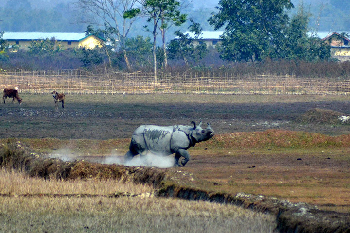 Week in Wildlife: Rhino strays out of the nearby Kaziranga National Park