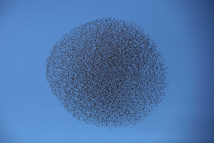 Week in Wildlife: Flock of starlings in southern Israel