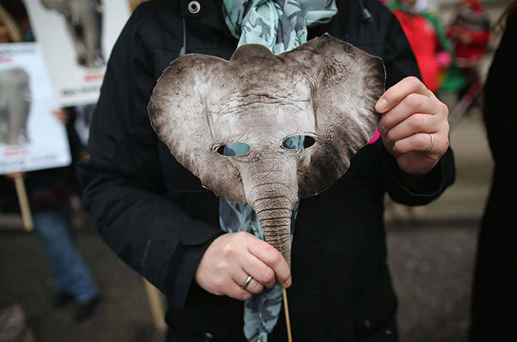 Week in Wildlife: The Illegal Wildlife Trade Conference in London