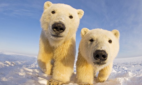 Polar Bears Up Close