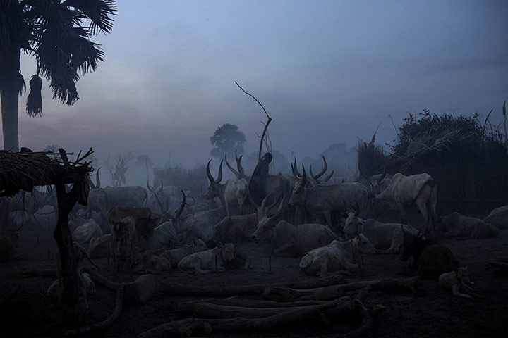 20 Photos: A man from the Dinka ethnic group stands amoungst the cattle in Yirol