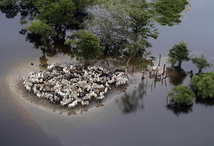 20 Photos: Stranded cattle in the flooded region of Ballivian province in Bolivia