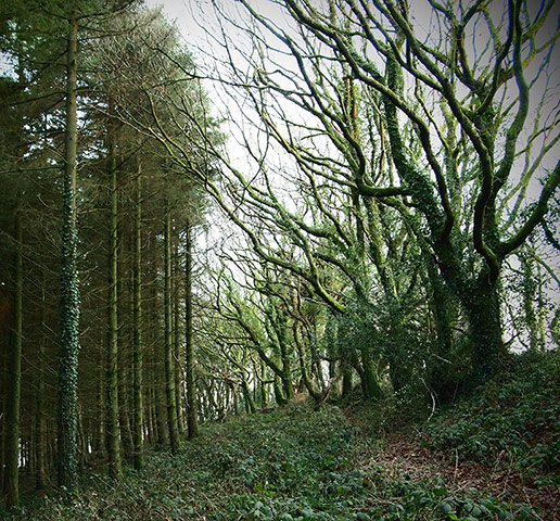 Your Pics - neighbours: forest with green trees