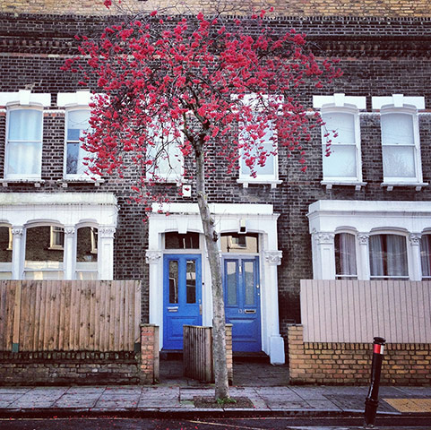 Your Pics - neighbours: two houses with blue doors and red blossom tree in foreground