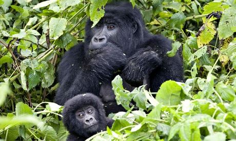 Verunga Mountain gorillas