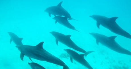 Bottlenose dolphin swimming off Zanzibar.