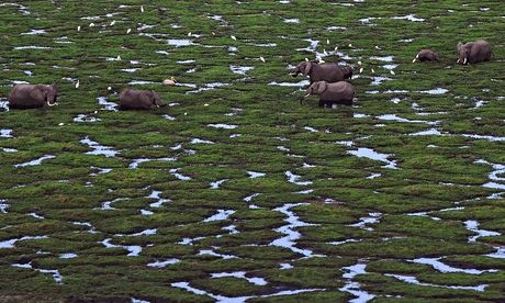 Elephants graze in a marsh at Amboseli national park, Kenya.
