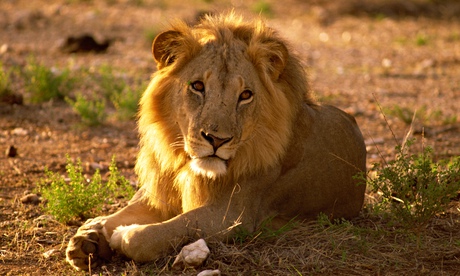 Male lion ain Samburu National Reserve, Kenya