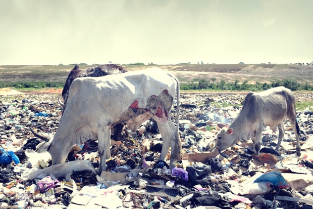 Cows with open wounds graze on the site.