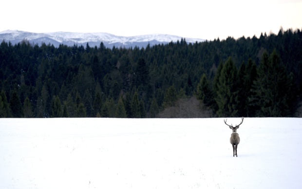 A solitary deer stands in a snow-covered field at a deer farm in Michniowiec, Poland.