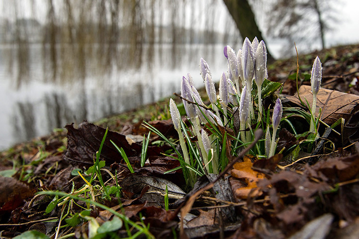 Week in wildlife: Crocuses on a meadow next to the Alster river during rainy weather in Hambu