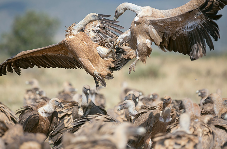 Week in wildlife: A pair of Griffon vultures scrap for food in Sierra de Guara, Huesca, Arago
