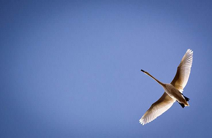 Week in wildlife: A swan in flight in Berlin, Germany