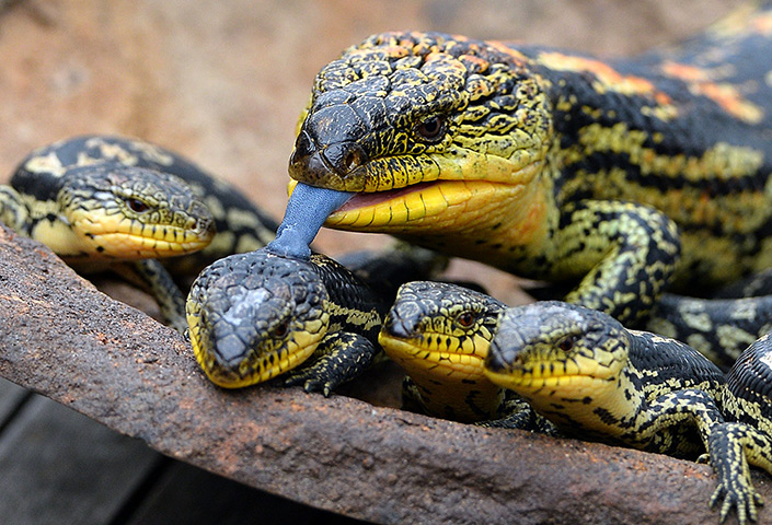 Week in wildlife: A Blotched Blue-Tongue lizard licks one of its seven offstpring at the Wild