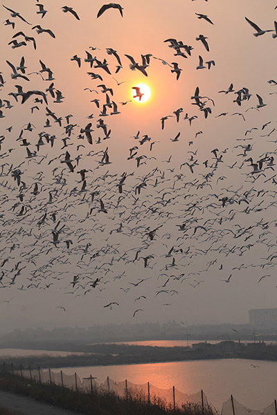Week in wildlife: Seagulls fly over Jinzhou in Dalian, China.  The rising temperatures made s