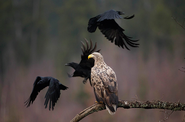 Week in wildlife: An adult white-tailed eagle in a forest near the remote village of Sosnovy 