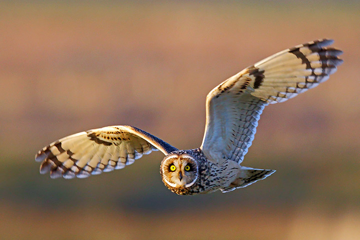 Week in wildlife: A short eared owl in flight in Lancashire