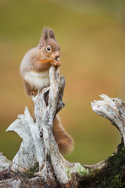 Week in wildlife: A Red Squirrel (Sciurus vulgaris) with its long winter ear tufts in the Cai