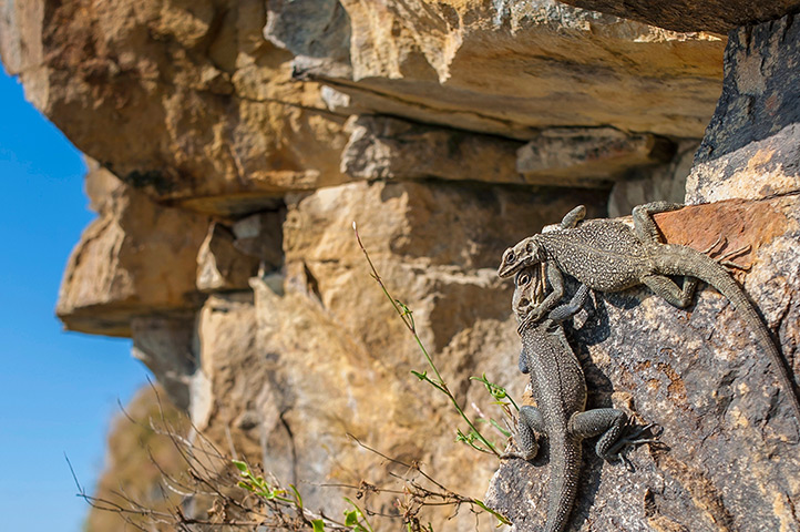 Week in wildlife: Two Kashmir Rock Agamas bask in the sun in Pangot, India