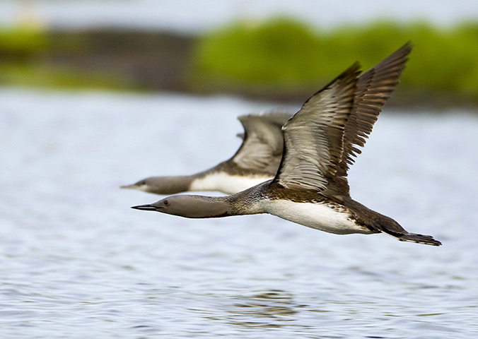 Week in wildlife: There will be a wait of at least three years to assess the potential impact