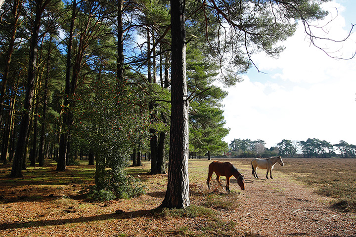 Week in wildlife: New Forest ponies are now officially a rare breed.  Numbers of new foals ha