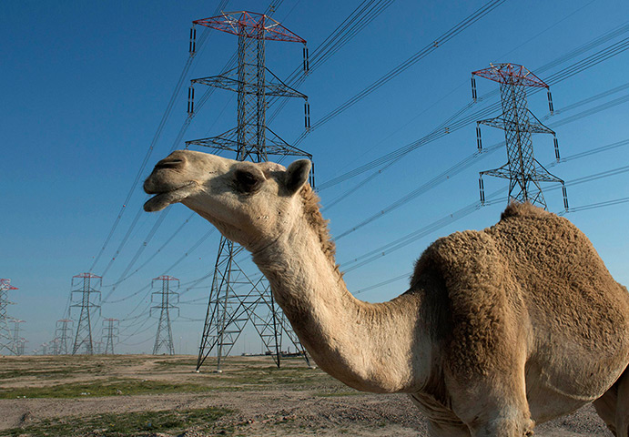 Week in wildlife: A camel walks under power pylons in the Kuwaiti desert