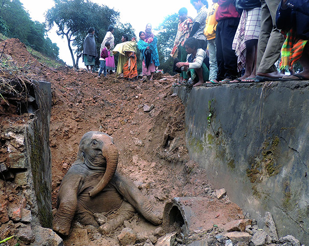 Week in wildlife: A baby elephant sits in a ditch near a railway track in Goalpara, India. A 