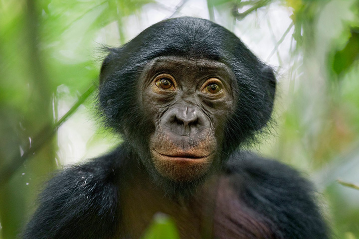 Week in wildlife: A five-year-old bonobo at the Kokolopori Bonobo Reserve, in the Democratic 
