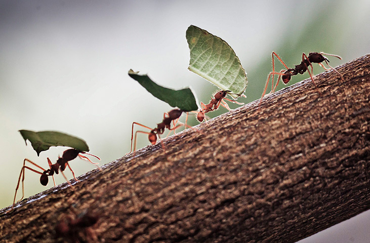 Week in wildlife: Leafcutter ants transport small pieces of blackberry leaves at the zoo of F