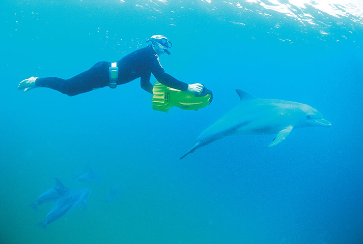 Australia costal: Australia: diver with bottlenose dolphins