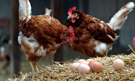 Walking on eggshells: a genetic experiment showed that hens are more productive when less competitiv