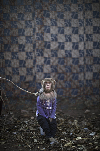 20 Photos: A trained monkey is held by a leash in Rawalpindi
