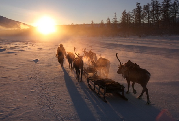 Ένας βοσκός ταράνδων οδηγεί μια ομάδα των ταράνδων ανάσυρσης χειροποίητα έλκηθρα, όπως ο ήλιος ακροθιγώς και τον ορίζοντα στη Σιβηρία, Ρωσία.