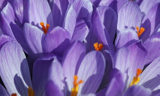 Crocuses bloom in Hyde Park as the first signs of Spring begin to show across the UK. After one of the wettest winters on record and severe flooding nature is showing the signs of the arrival of Spring with the first daffodils and crocuses showing their blooms.