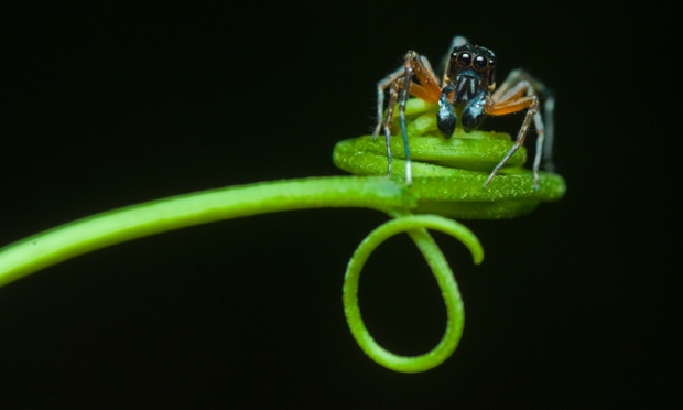 Balancing act: A Portia  jumping spider hangs on the edge of a plant stem in Malaysia. Photograph: Johari Saad/Barcroft India