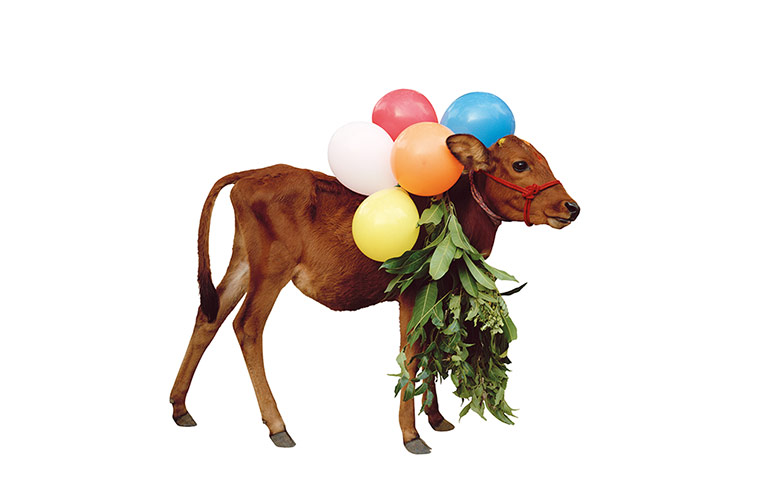 Hindu Cows: Cow with Balloons